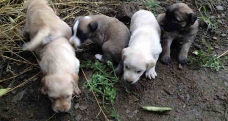 Woman Rescues Stray Puppies She Finds in Makeshift Den by River
