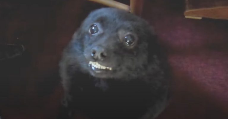 Cute Schipperke Dog Smiles for Grandmother