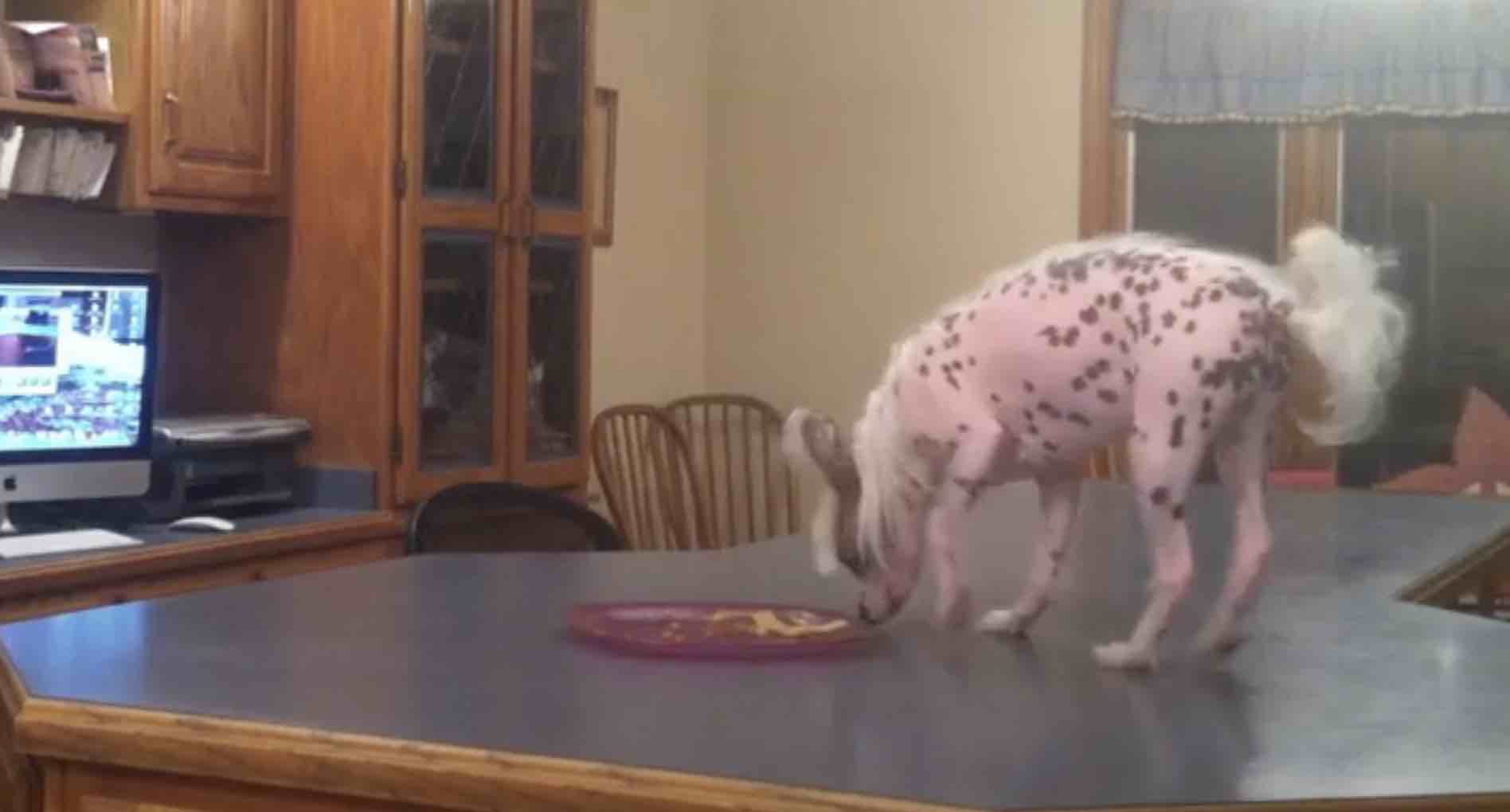 Clever Dog Figures Out How to Steal Steak Off of Kitchen Counter