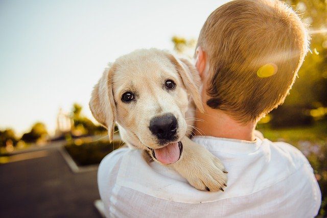 US Announces One Year Ban on Dogs From 113 Countries Due To Rabies Risk