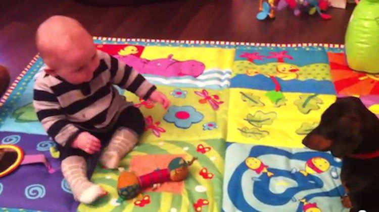 Dachshund Tries to Teach Baby to Play Fetch