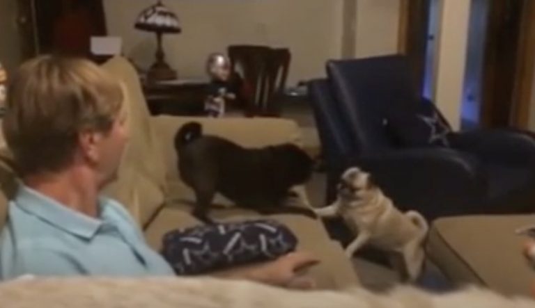 Battling Pugs Stop When Mom Says Magic ‘H’ Word