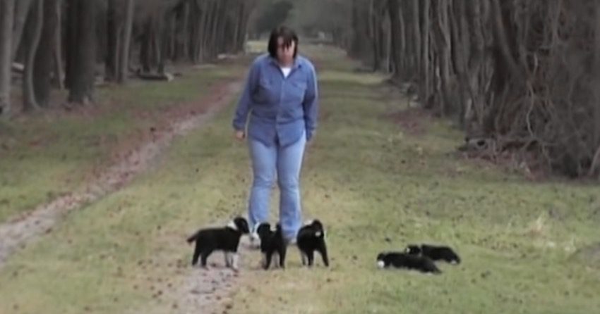 Six-Week-Old Border Collie Puppies Practice ‘ Stop and Go’