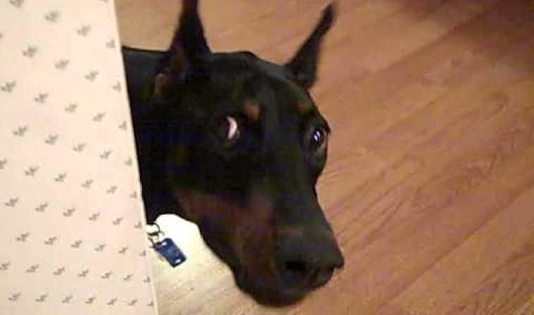 doberman peeking around corner