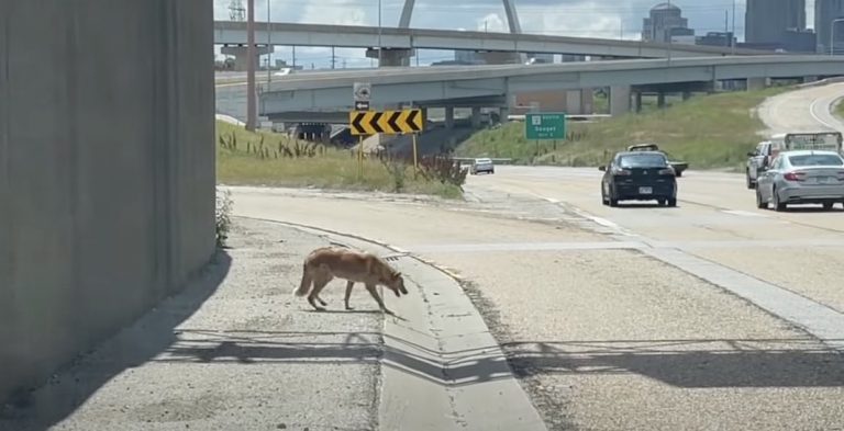 Dog rescue on highway