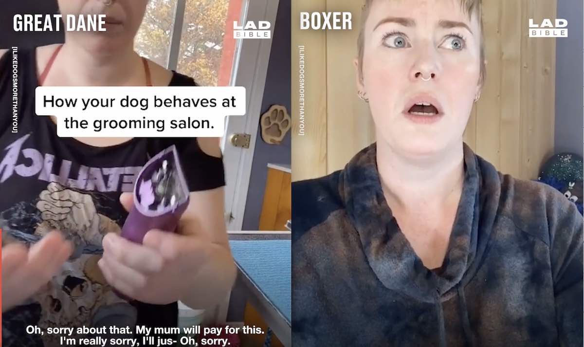 Dog Groomer Comically Demonstrates How Different Breeds Act While Being Groomed