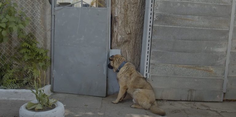 Sweet Dog Stays By Gate for Days After Being Kicked Out of the House