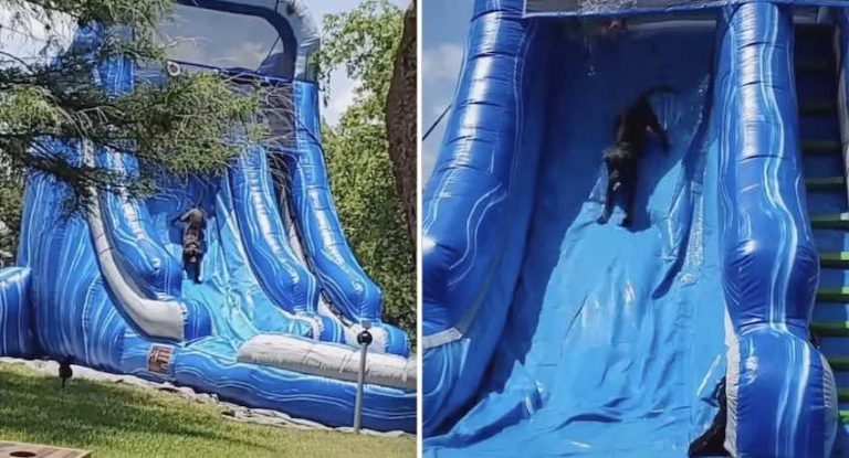 Dog Has More Fun on Waterslide than Kids