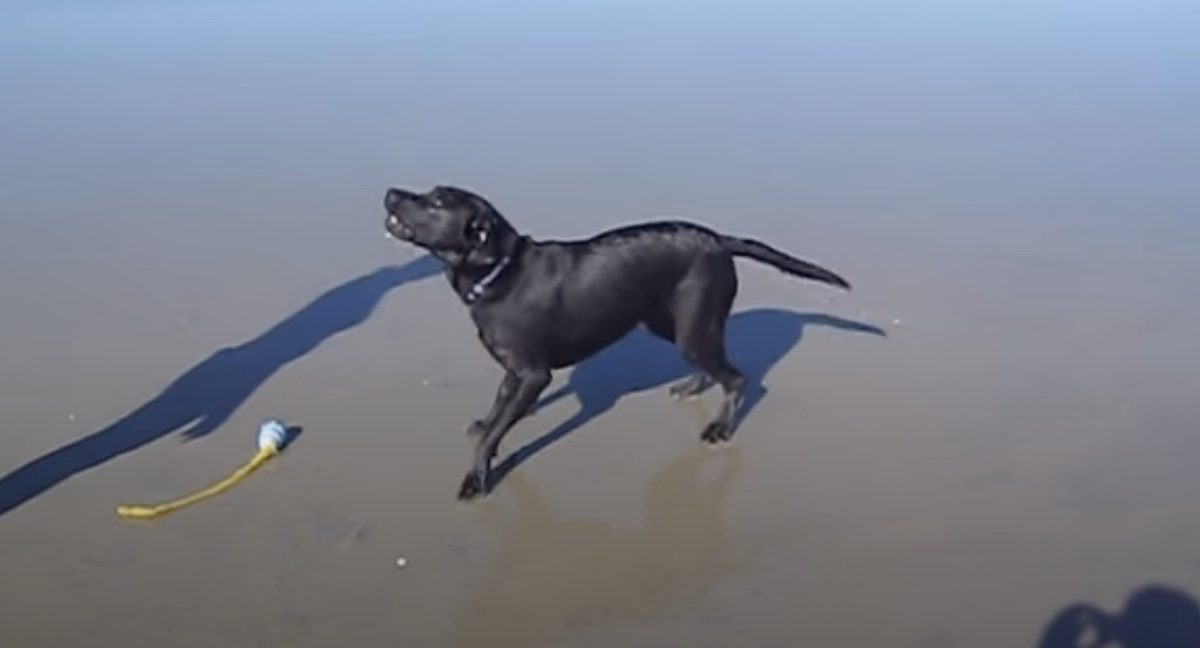 Labrador Retriever Does the Most Unexpected Thing After Spending Too Much Time in the Water