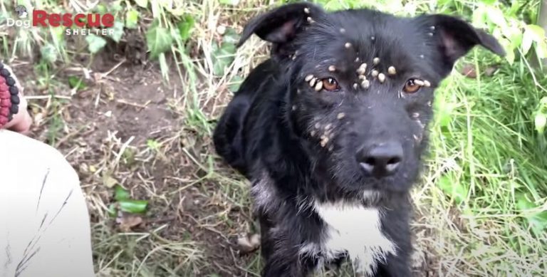 Abandoned Dog Covered with Ticks and Tied to Post Rescued