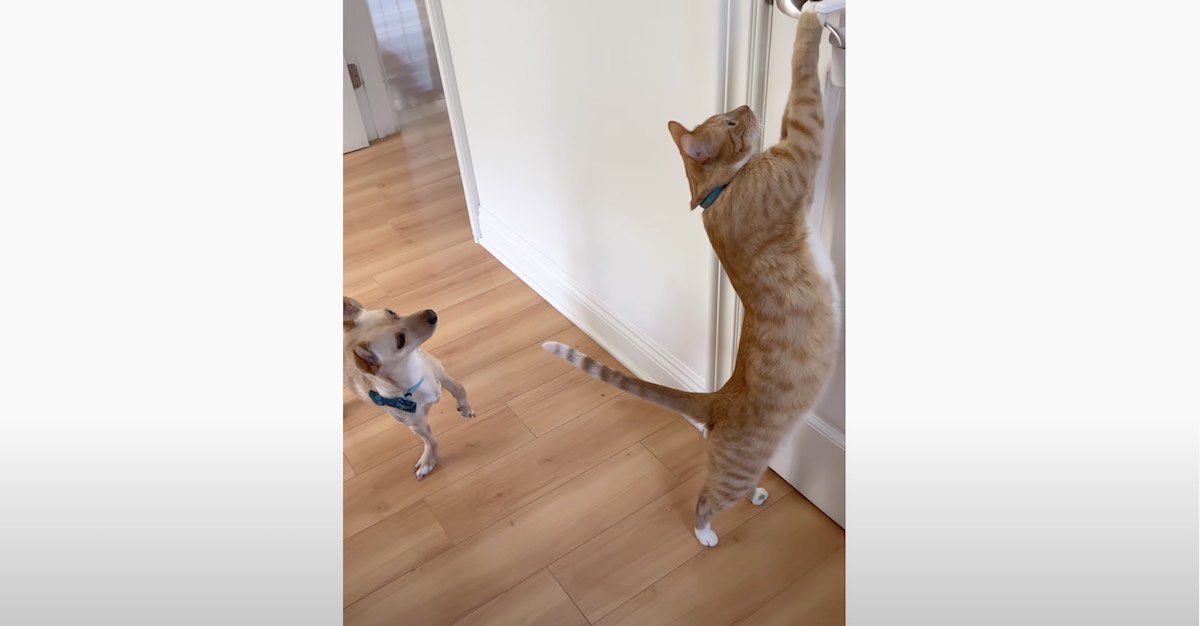 Kitty Friend Helps Dog Break Into Toy Closet