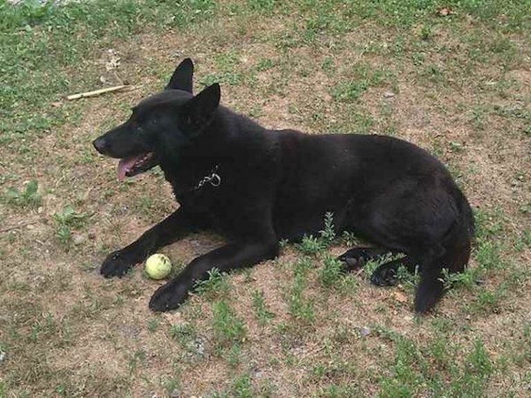 Bomb-sniffing K9 Leaving Police Work Receives the Most Touching Retirement Letter