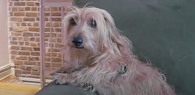 Funny Dachshund Speaks Her Mind