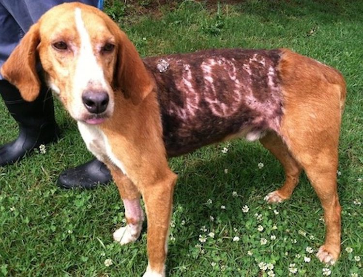 Foxhound Branded with ‘300’ on Body Adopted by Good Samaritan who Rescued Him