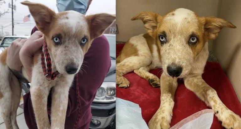 Justice is Served For Puppy Who was Severely Beaten and Thrown Into River