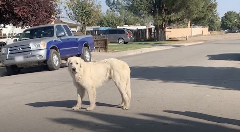 Stray Great Pyrenees Rescued After One Year Of Fending For Himself