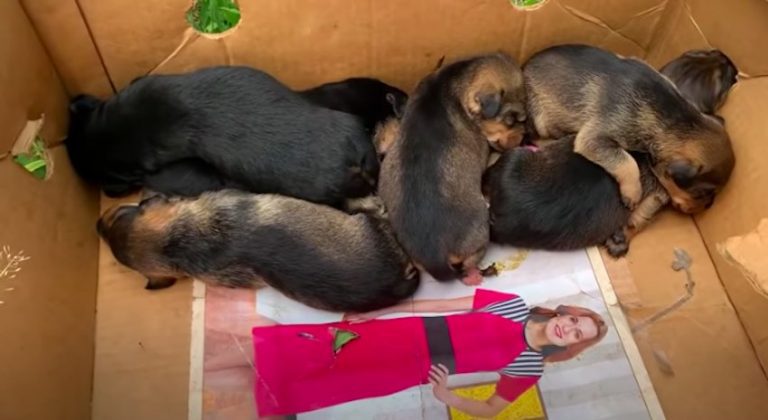 Puppies Abandoned In Cardboard Box So Young They Barely Can Open Their Eyes