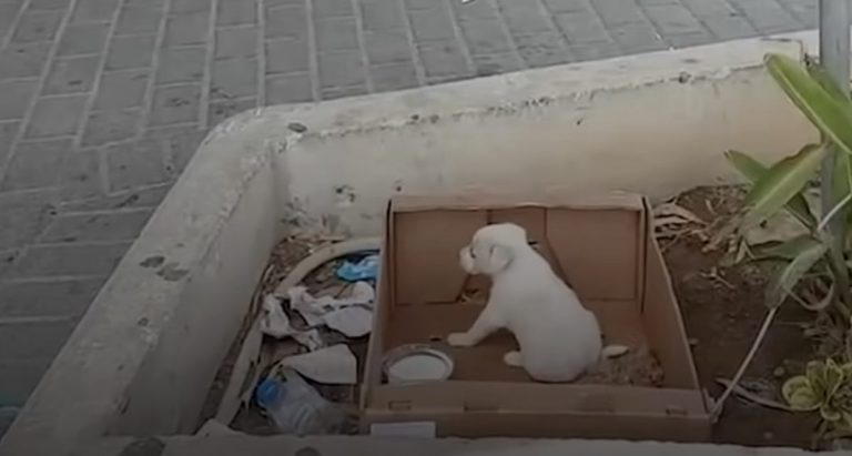 Puppy Abandoned Outside Supermarket Meets the Right Person