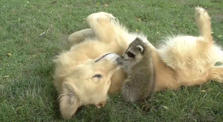 Sweet Dog Adopts Orphaned Baby Raccoon