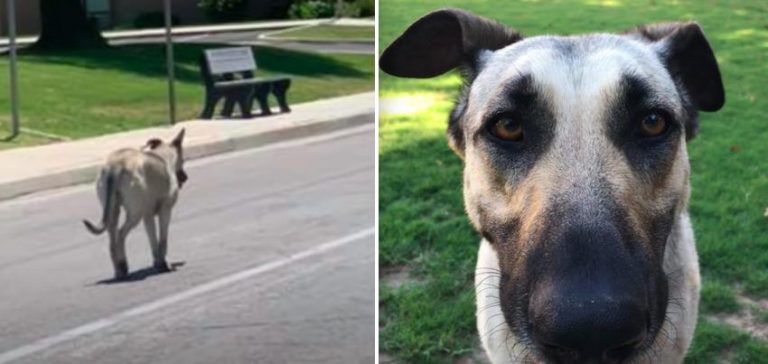 Abandoned Dog Waits For Owners To Come Back For Her