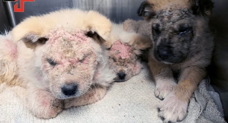 mangy puppies rescued