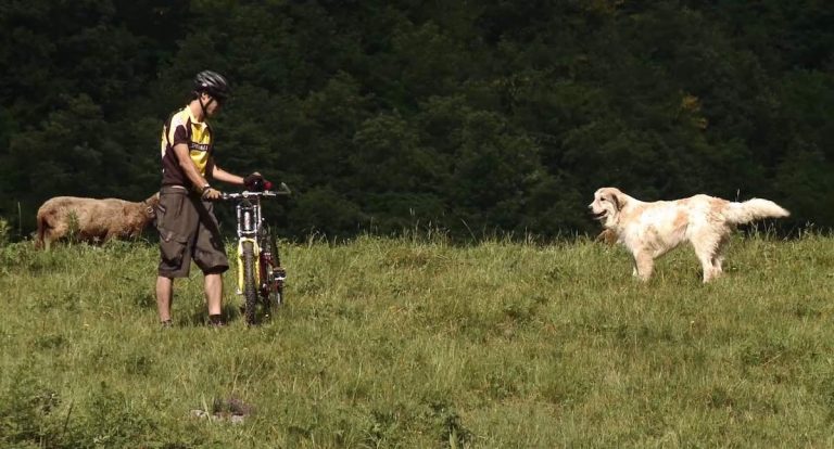 What to Do if You Encounter a Livestock Guardian Dog