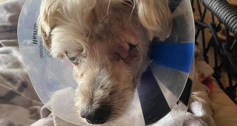 Neglected Dog Sprayed in Eyes with Air Freshener to Stop His Barking Finally Gets the Love He Deserves