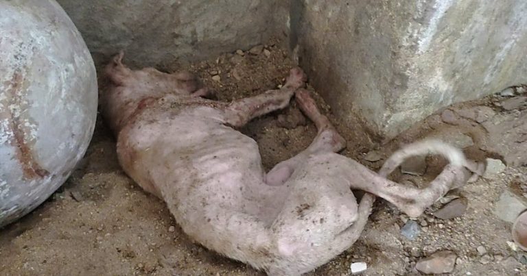 Sick Puppy Wags Her Tail With Her Last Ounce Of Strength When She Sees Rescuers