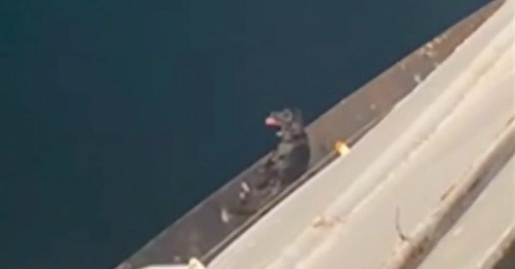 Dog Rescued from Exterior Ledge of Ferry After Getting Stranded There