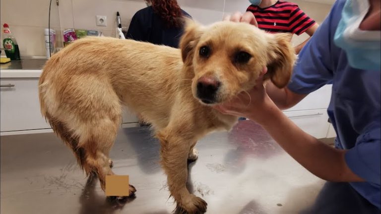 Sweet Pup Riddled with Pellets and Hit by Car On Her Way To Better Life
