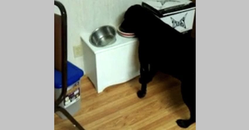 Dog Gets Surprise Dinner Guest