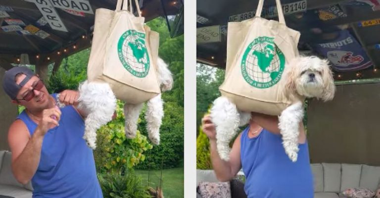 Dad’s Hammock Trick Keeps Dog Relaxed For Nail Trimming