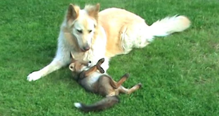 Dogs Babysit Orphaned Fox Cub
