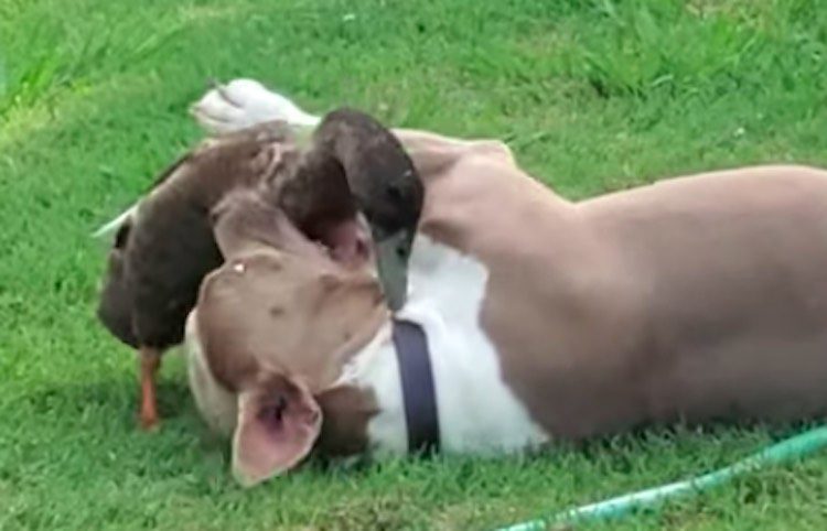 Bull Terrier Adorably Wrestles With His Duck Best Friend