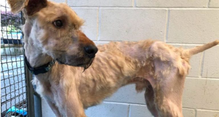 Dog Left to Starve at Shuttered Doggy Daycare on the Mend