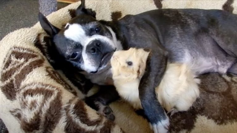 guinea pig and dog are best friends