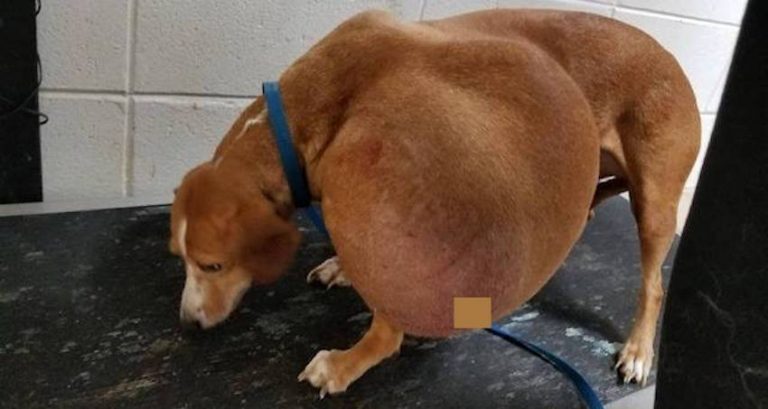 Small Dog with Enormous Tumor and Surrendered for Euthanasia has the Best Life Now