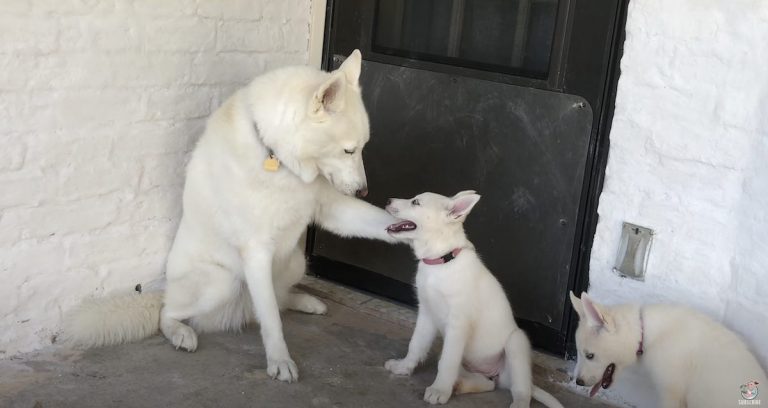 Gentle Husky Teaches Adorable Puppies to Play