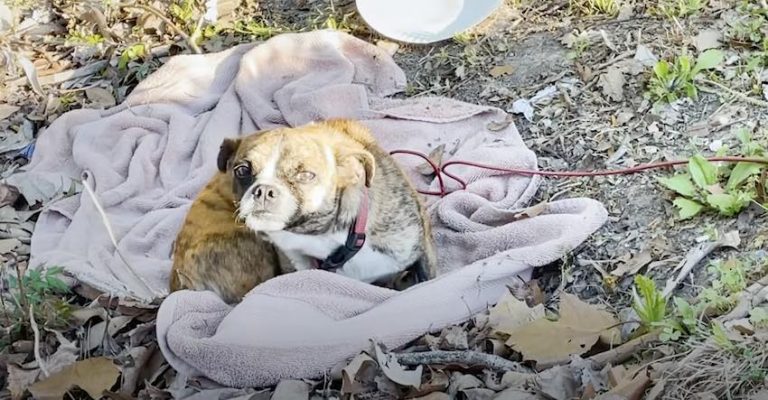 dog rescued from ditch