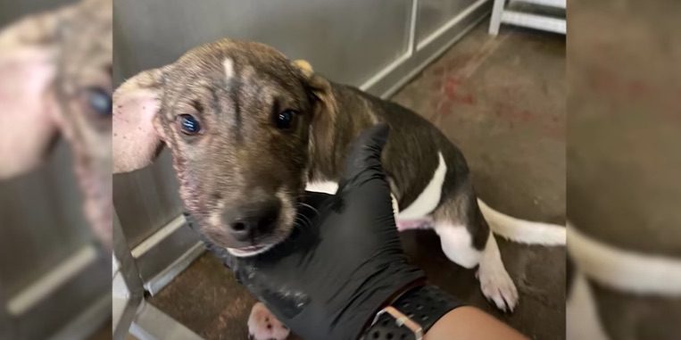 Broken and Helpless Puppy Rescued Off the Streets