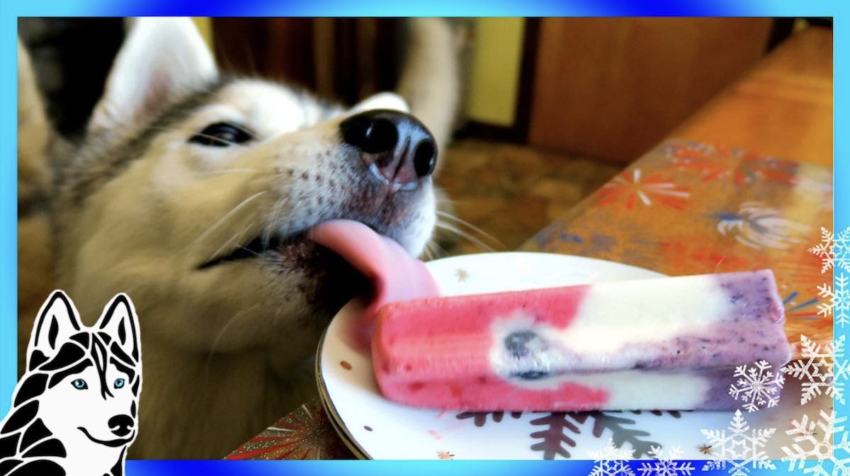How to Make Red, White and Blue Pupsicles for Your Dog to Enjoy