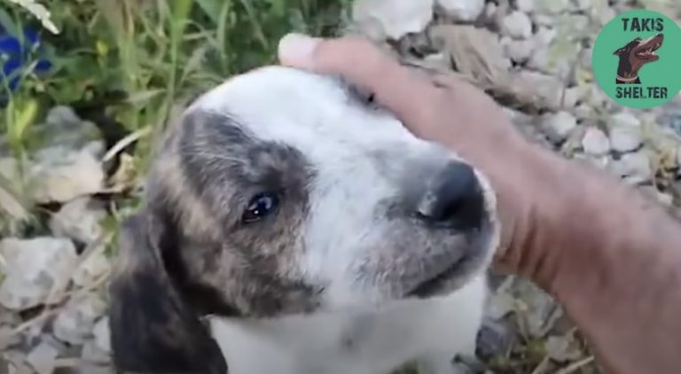 Puppy Dumped at Landfill Waits Next to Dead Sheep for Help
