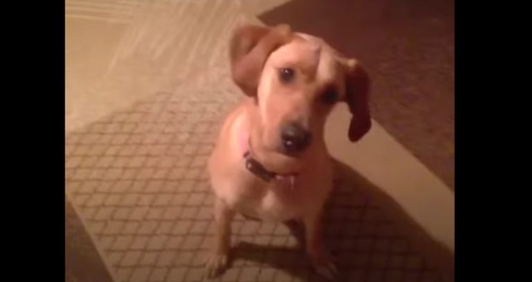 dog does bang trick