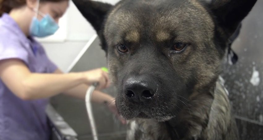 American Akita Expressionless When Groomed Until Blow Dryer Comes Out
