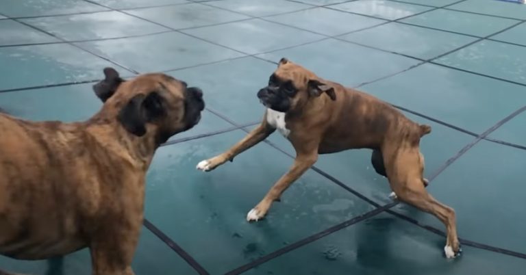 Boxers Have Fun Slipping and Sliding on Pool Cover