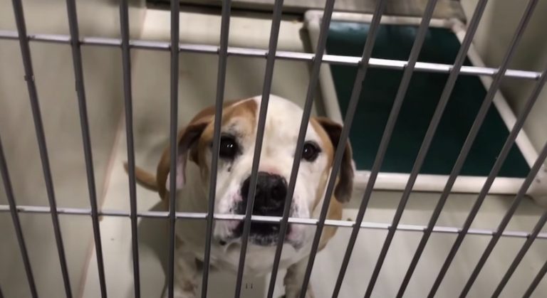 Stray Dog Who Went From Reactive To Smiling Desperately Needs Foster Home