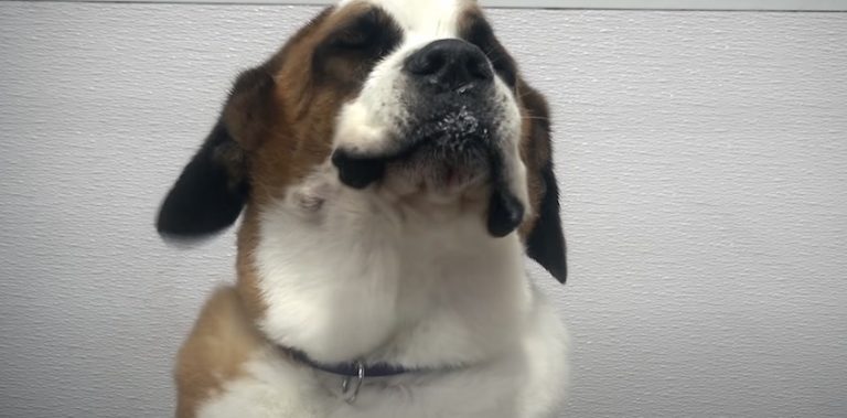 Senior St. Bernard Gets Pampering She Deserves At Groomer’s