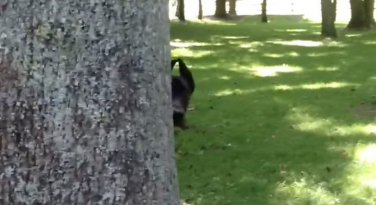 Adorable Great Dane Plays Peek-a-boo