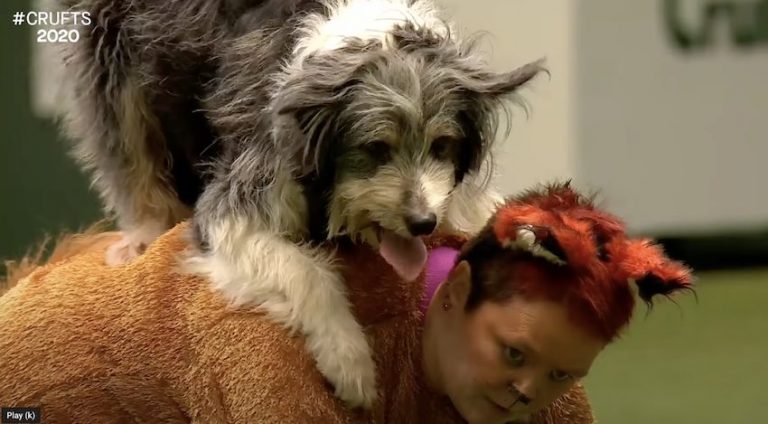 What Does the Fox Say? Dog Dance Routine Wows Crowd