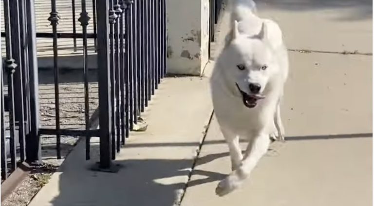 Special Needs Dog Happily Prances With His Signature Swagger